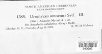 Uromyces amoenus image